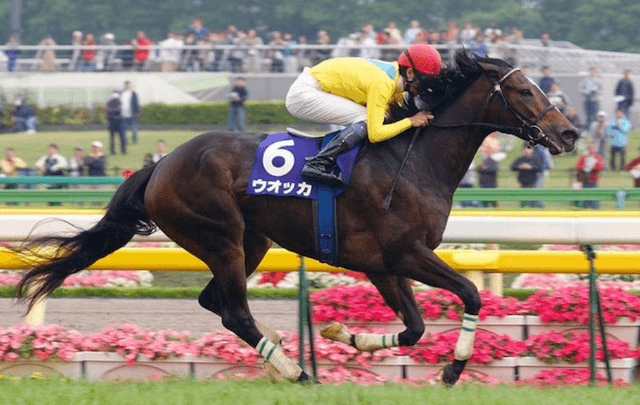 競争馬のウォッカ